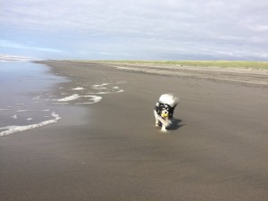 Jackson on the beach